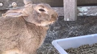 Bunny squinting is cute!