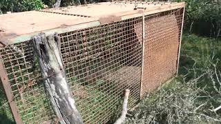 Achei Gaiola armada pra javali!!!/ wild boar cage