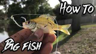 HOW TO CATCH Big Bass at Your Local Pond (Live Bait Fishing)