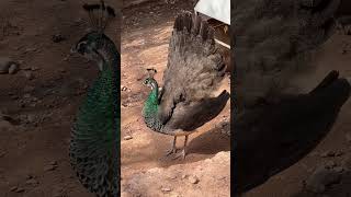 Indian blue ￼Peacock, Young Male￼ Open the Display￼ #peacock #shorts