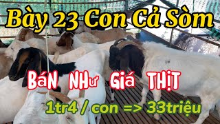 Giá dê càng rẻ nản bán bỏ nghề 23 con cả sòm Boer 33 Triệu rẻ hơn giá thịt