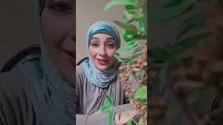 فوائد واسرار نبات السعادة الربانية وببلاش