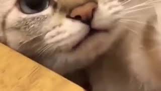 Gatito que hace choca los cinco.