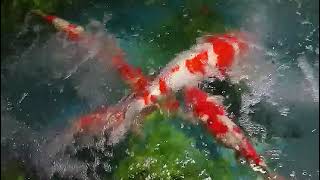 The World of Koi Fish - Polyandry Amongst Fish! @TikTok Assistant