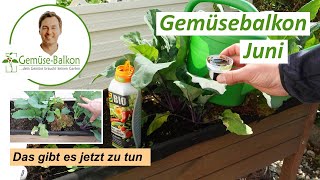 Gemüse Anbau Juni 🌱 - Das ist jetzt zu tun 📋