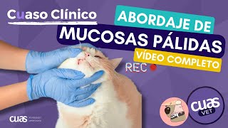 Abordaje de un paciente con MUCOSAS PÁLIDAS en Veterinaria de pequeños animales