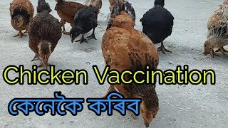 Chicken Vaccination schedule || লোকেল কুকুৰাৰ টিকাকৰণ || Sg rangpur