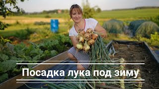 Как посадить лук под зиму