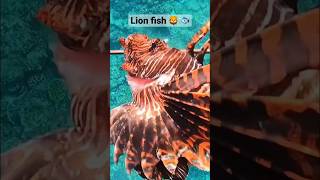 名前にライオンが入ってる魚🦁🐟