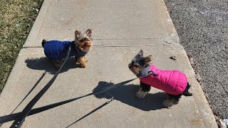 Hilarious Yorkie Walk with Sound Effects: A Fun-Filled Adventure! 🐾😂