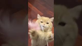 Funny cat#cute #funny #funnycats #catlover #funnyvideo #trending #viral #reels #tiktok #fyp #foryou