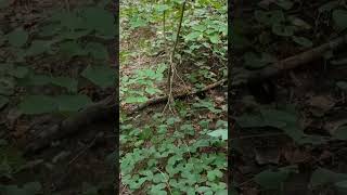 Mounds state park #chipmunk #nature #statepark #stateparks #mounds #hiking #cute #cuteanimals #wild