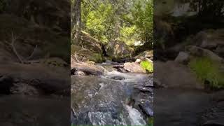 Relaxing waterfall in the forest #shorts