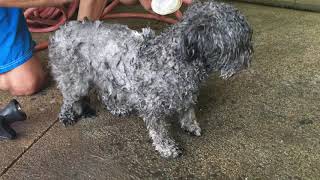 Alby at car wash