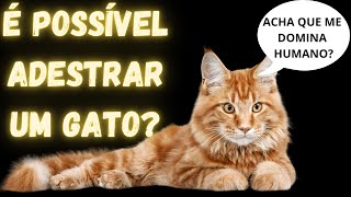 É possível adestrar um gato?-Cortes A Janela Podcast com Marco Antônio