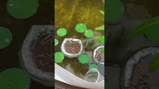 Lotus planting from seed malayalam