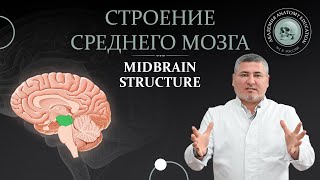 Средний мозг. Строение среднего мозга. Midbrain structure