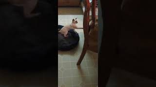 Siamese Kitten vs Pug