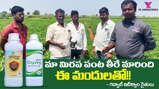 #chilli #mirchiమా మిరప పంట అద్భుతం ఈ మందులతో ,45 రోజులకే క్రాప సెట్టింగ్ ,ఇటిక్యాల గద్వాల జిల్లా !!