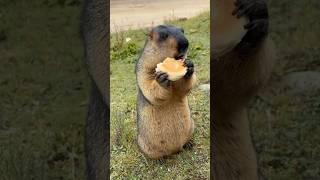 Adorable Himalayan Marmot Eating Delicious Bread #cutemarmot #marmot #cuteanimals #marmota #cute