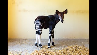 Okapi, un cucciolo nasce in Italia per la prima volta