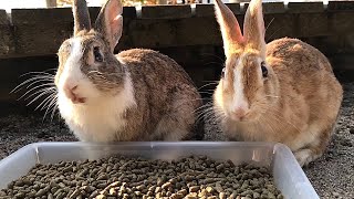 Rabbits: “Hey human, why are you being so nice to us?”