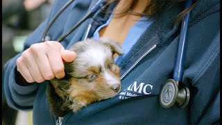 Animal Medical Center - Campaign Video