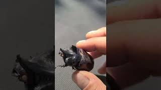 Shiny Object.  Rhino Beetle!  DEAD.