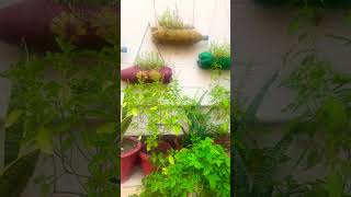 #gardenplants #garden #gardenflowers #flowers #viralvideo #viralshort