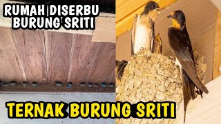 TERNAK BURUNG SRITI || APAKAH MENGHASILKAN?