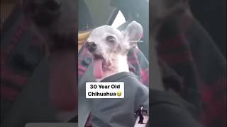 30 YEARS OLD Chihuahua #shorts #funny #youtubeshorts ￼