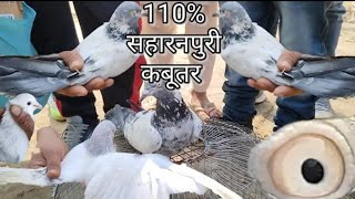 कबूतर बाजार किरतपुर जिला बिजनौर उत्तरप्रदेश ||Desi Kabootar muzaffarnagar ||Saharanpuri kabootar