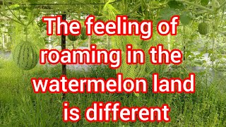 The feeling of roaming in the watermelon land is different #watermelon #youtube #viral #viralvideo