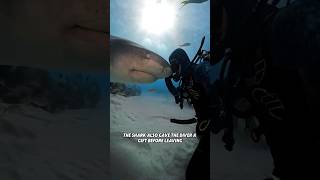 The friendship between sharks and divers🥰#youtubeshorts #shorts #animalphotos #animals #shark