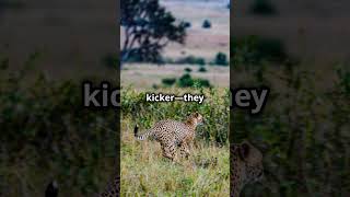 Did You Know? Cheetahs #Cheetah #Wildlife #Nature #FastestAnimal #CheetahSpeed #AnimalFacts #shorts