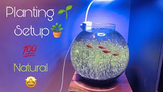 🪴Bowl planting setup🌱 planting setup | planting aquarium