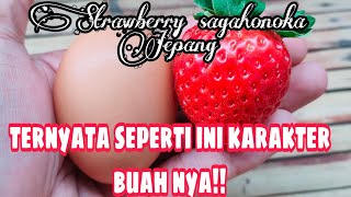 Strawberry Jepang karakter rasa yang kuat dan manis , sagahonoka ||kebun dara