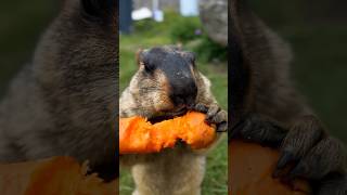 Adorable Himalayan Marmot Eating Delicious Carrot #cutemarmot #marmot #marmota #animals #wildlife