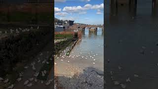 SEA, SEA GULLS BEAUTIFUL FOLKESTONE KENT #short