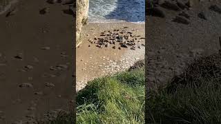 Seals at Flamborough beach #shorts