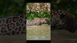 Facts about Leopards | Leopard Habitat | Wildlife #explore #trending