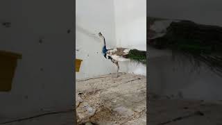 Fight Peacock breeding ￼ Pier Indian blue & white peacock ￼#Viral YouTubeshorts #trendingvideo