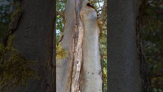 Oak Tree comes back from the dead #nature #oregon #tree #oldforest #woods