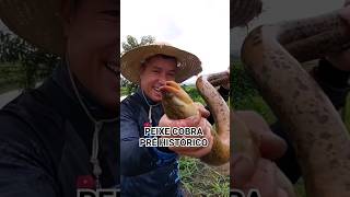 PEIXE COBRA PRÉ HISTÓRICO! #pescaria #fishing #varaopescador #pescariaraiz #pescador #pesca #pescar