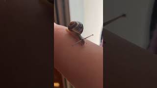 snail at home