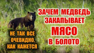 СВЕЖЕЕ МЯСО В БОЛОТЕ- Консервация или нет? Как сохранить мясо? Медведь делает схрон в тайге Бушкрафт