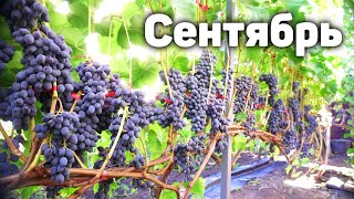 План работ на винограднике в Сентябре - 2024 🍇