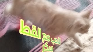 اللعب مع القط سكر