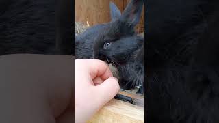 this baby is obsessed with cleaning. 😆 🫧 🧼 #pet #animalshorts #bunny #animalshorts #animals #bunbun