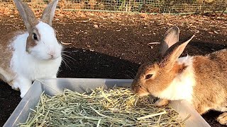 A friendly rabbit ran up to me and I gave him a treat!